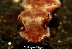 'Good enough to eat' some nudis look like sugary treats !... by Morgan Riggs 